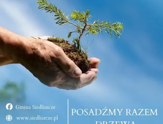 Siedliszcze: mieszkańcy wybierają nazwy drzew na skwer przy ul. Lubelskiej