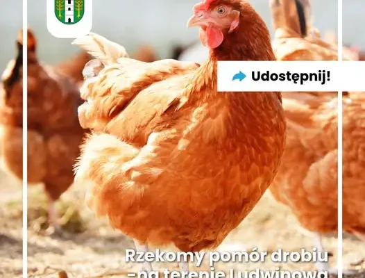 Rzekomy pomór drobiu w powiecie chełmskim – strefa zakażenia w Ludwinowie i Marysinie
