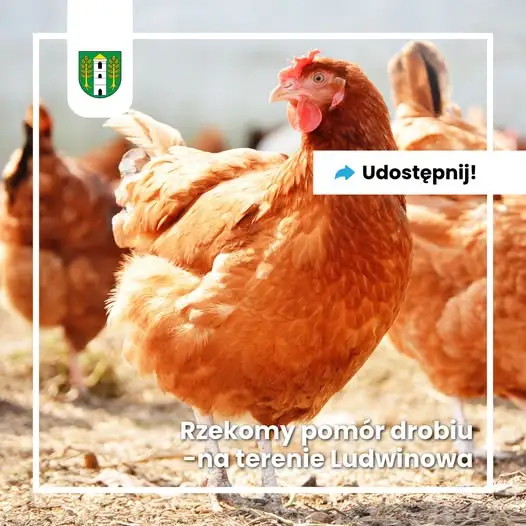 Rzekomy pomór drobiu w powiecie chełmskim – strefa zakażenia w Ludwinowie i Marysinie